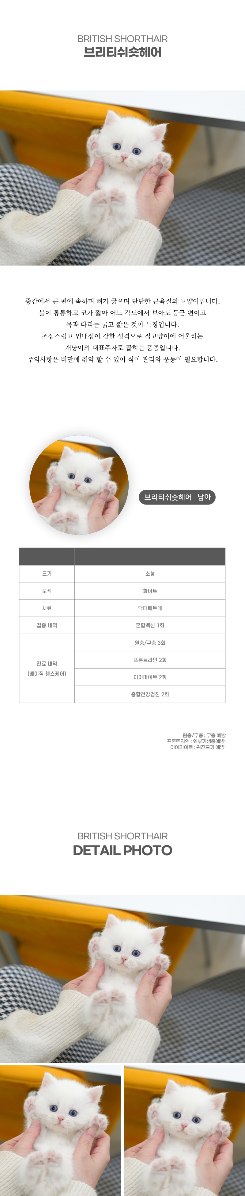 브리티쉬숏헤어_상세이미지_2